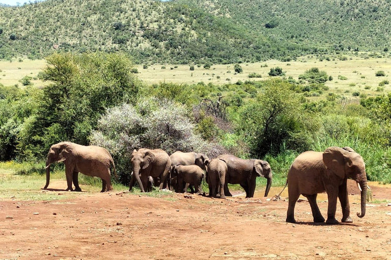 Pilanesberg full safari including lunch and transportation