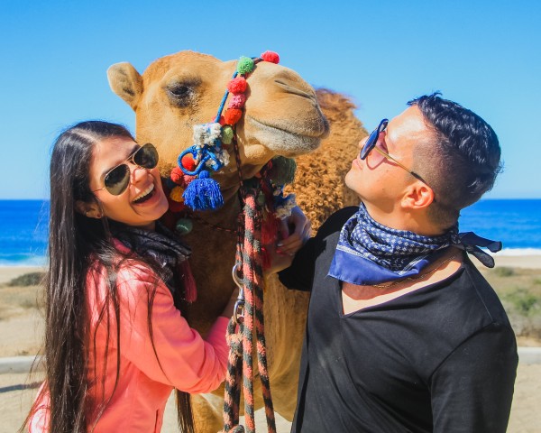 Visit Los Cabos Camel Safari Adventure in San José del Cabo, Mexico