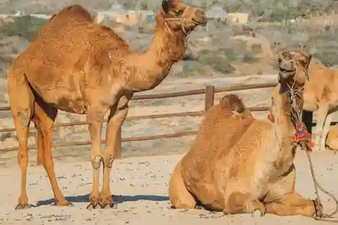 Beach Camel Ride & Encounter in Cabo by Cactus tours park