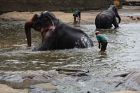 Luang prabang Elepphant keeper bathe option Kuangsi tour - Housity