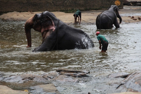 Experiencia de cuidador de elefantes opción excursión de un día a la cascadaMedio día de experiencia como cuidador de elefantes