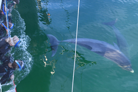 Adélaïde: 3,5 heures de nage avec les dauphins