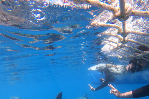 Adélaïde: 3,5 heures de nage avec les dauphins