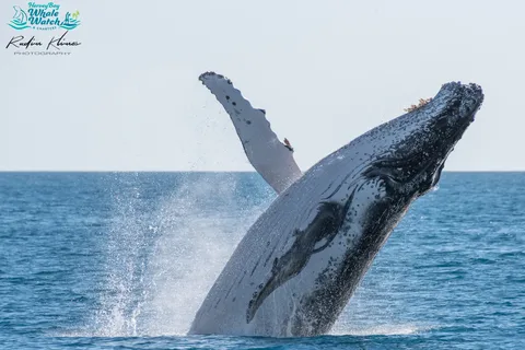 Hervey Bay: Buckelwal-Beobachtungstour Halbtagestour