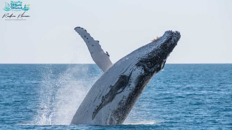 Hervey Bay: Humpback Whale-Watching Half-Day Cruise