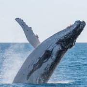 Hervey Bay: Humpback Whale-Watching Half-Day Cruise