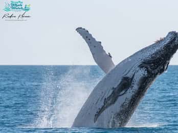 Hervey Bay: Buckelwal-Beobachtungstour Halbtagestour