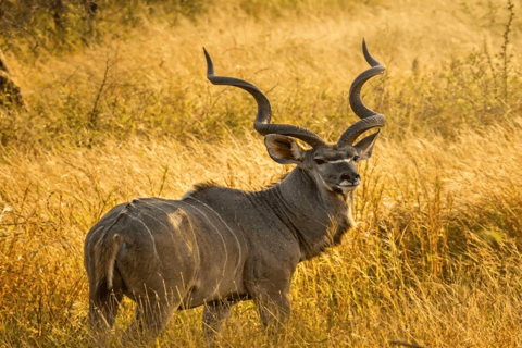 From Sheraro: 5-Day Kafta Sheraro National Park Safari