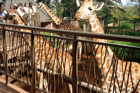 Day Tour To Giraffe Center Karen Blixen & Lunch at Carnivore