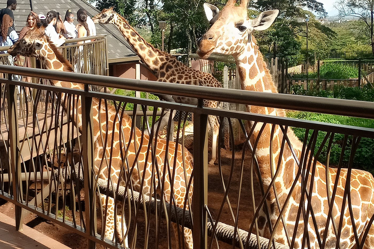 Day Tour To Giraffe Center Karen Blixen & Lunch at Carnivore