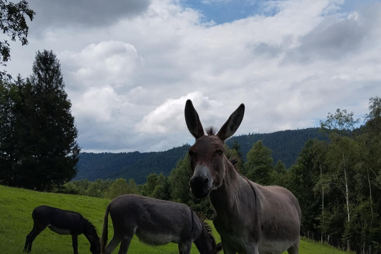 Luvigny: Donkey discovery walk Luvigny: Discovery walk with donkeys