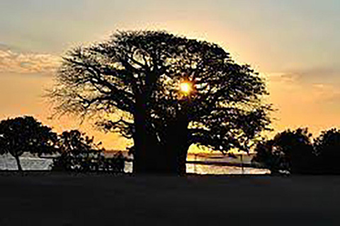 Zanzibar : Safari Blue, l'aventure maritime traditionnelle en boutre.