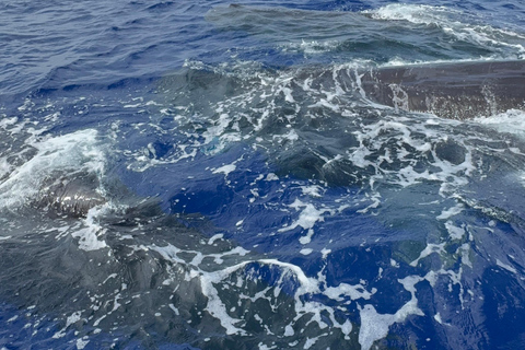 Unique whale watching experience in Mauritius