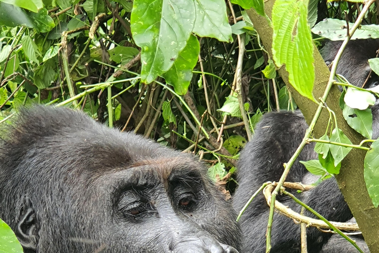 SAFÁRI DE VIDA SELVAGEM DE 9 DIAS EM UGANDA