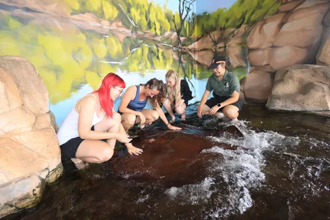Incontro Whipray con ingresso a Crocosaurus Cove