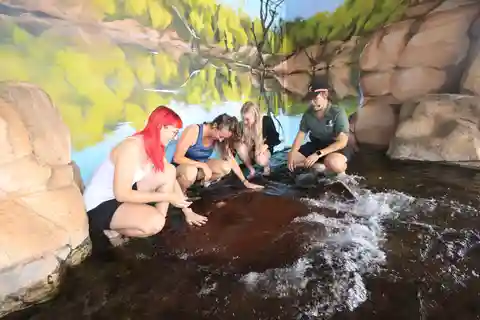 Rencontre Whipray avec entrée à Crocosaurus Cove