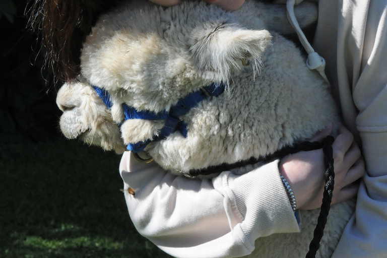 From Christchurch: Alpaca Farm Tour with Feeding and Guide