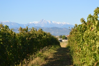 Abruzzo: Historic Cellar Wine Tour and Tasting
