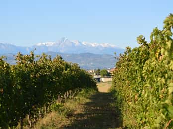 Abruzzo: Historic Cellar Wine Tour and Tasting