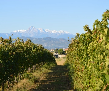 Abruzzo: Historic Cellar Wine Tour and Tasting