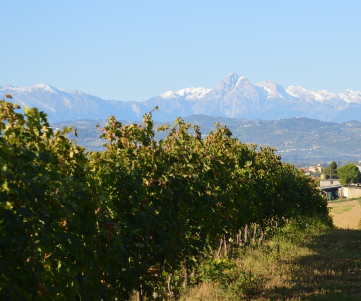 Abruzzo: historische wijnkeldertour en proeverij