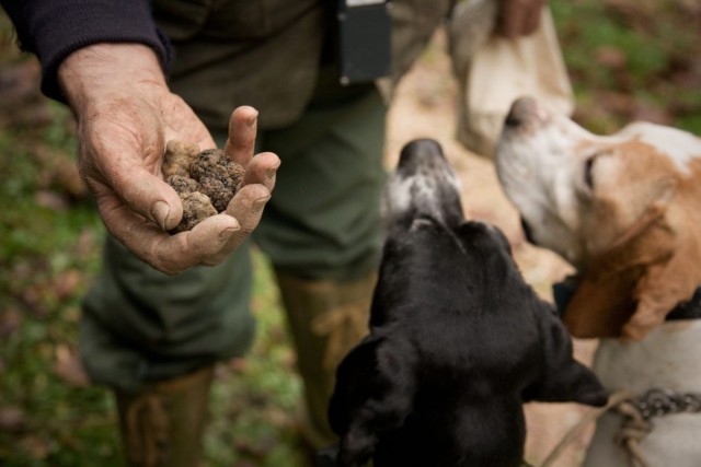 Visit San Miniato Truffle Hunting in The Tuscan Countryside in Chianni
