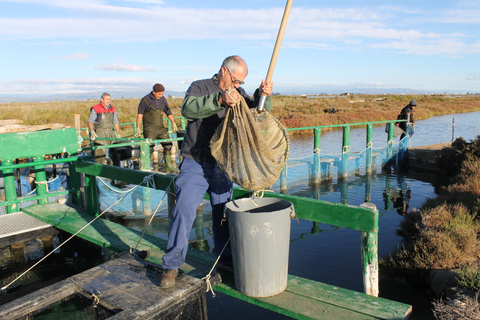 Ebro Delta: Northern Delta Guided Tour with a Local