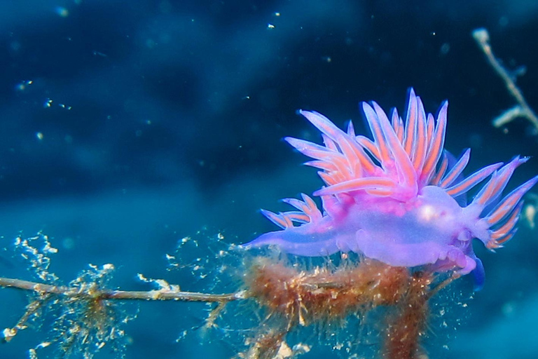 Wycieczka nurkowa z transferem z Alanyi i miasta SideTransfer z hoteli w Alanyi i mieście Side