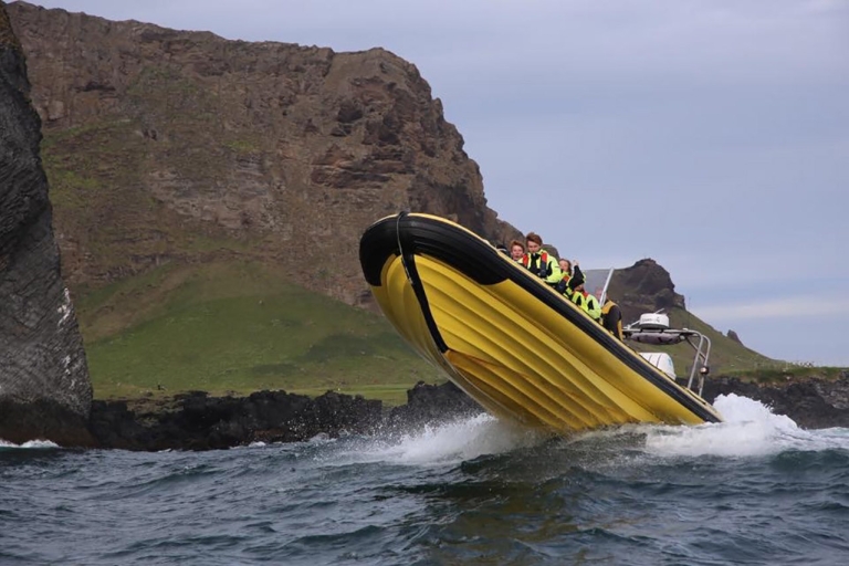 Reykjavik: obserwacja wielorybów łodzią motorową RIB
