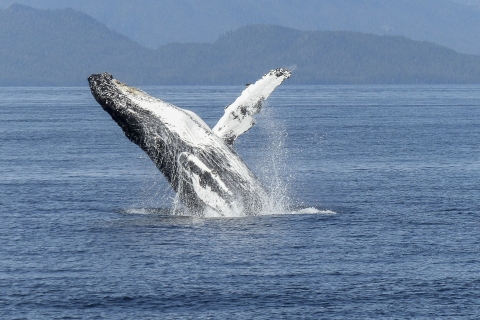Reykjavik : observation de baleines en hors-bord semi-rigide