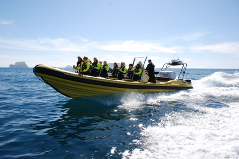 Reykjavik: osservazione delle balene in motoscafo RIB
