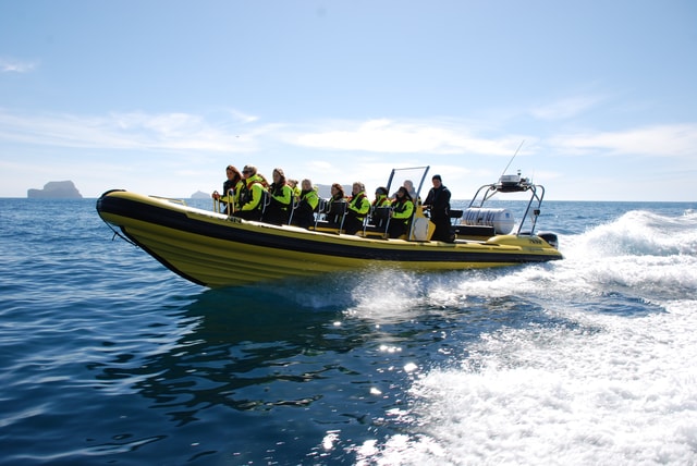Reykjavik: walvissen spotten per RIB-speedboot