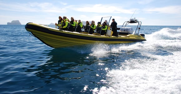 Reykjavik: Whale Watching by RIB Speedboat