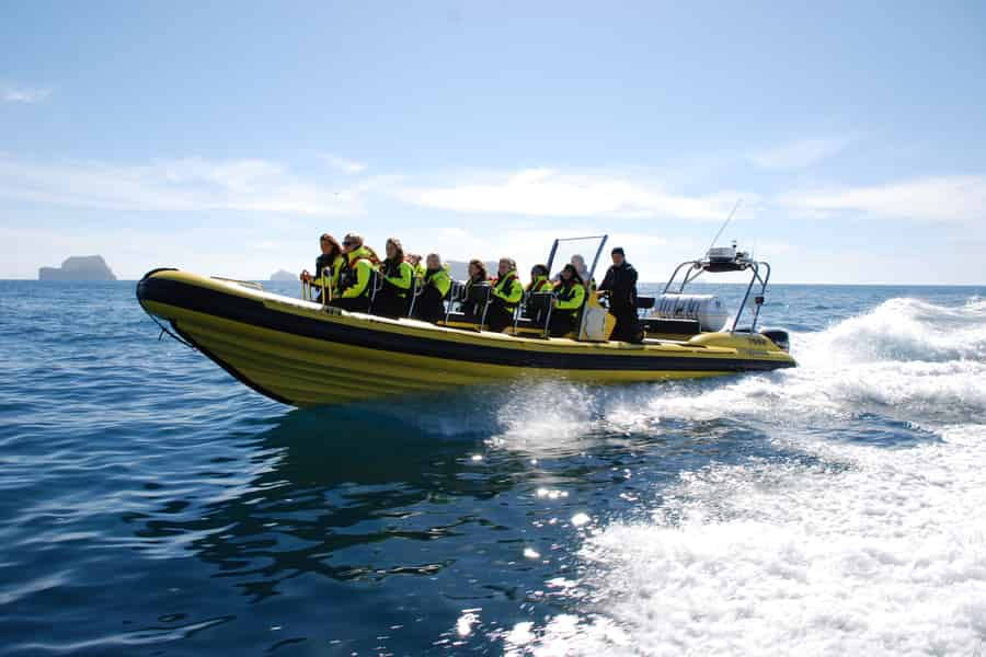 Reykjavik: Walbeobachtung mit dem RIB-Schnellboot. Foto: GetYourGuide