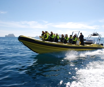 Reykjavik: Whale Watching by RIB Speedboat