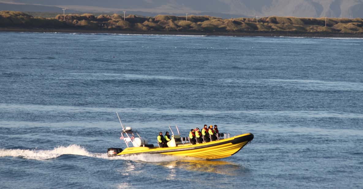 Reykjavik: Whale Watching by RIB Speedboat