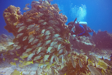 Cancun : plongée sous-marine pour plongeurs certifiés sur 3 sitesRécifs de Punta Cancun pour plongeurs certifiés, 2 plongées