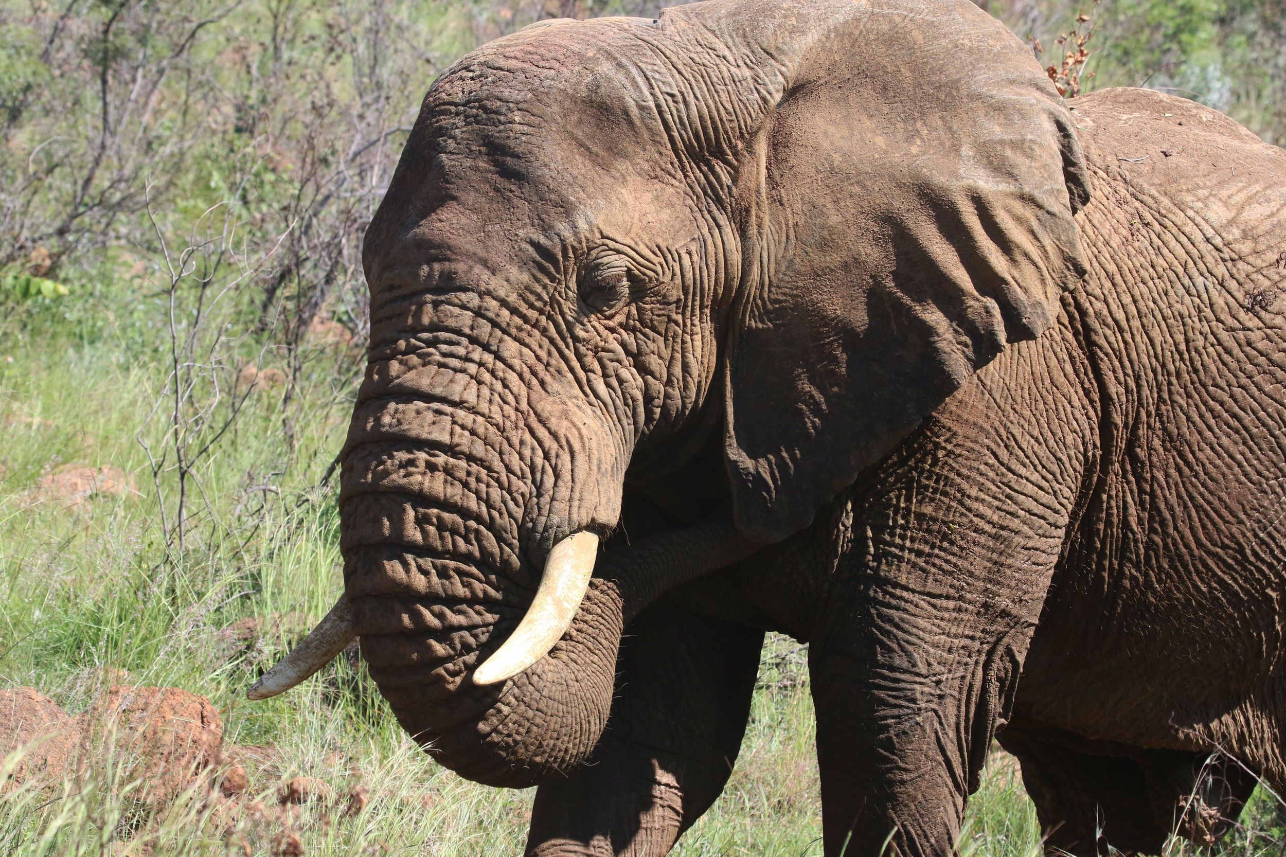 Tagestouren im Addo-Elefanten-Park