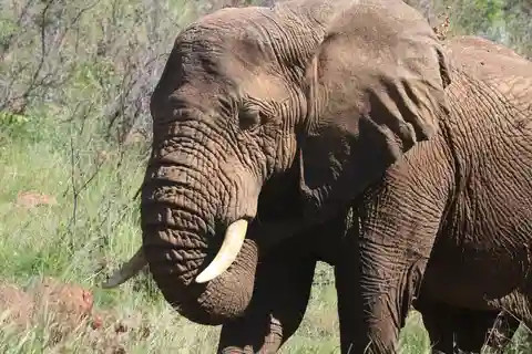 : Addo Elephant National Park Safari Half Day