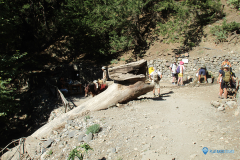 Ab Agia Pelagia, Iraklio & Malia: Samaria-Schlucht-TagestourAbholung in Iraklio und Ammoudara