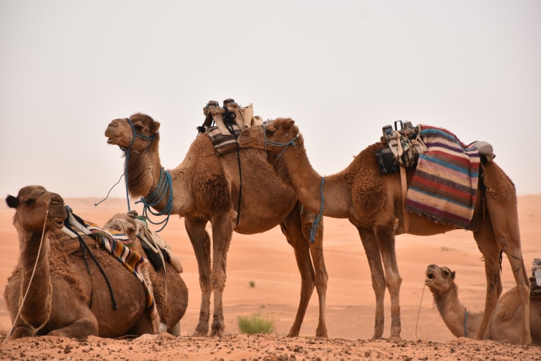 Wüste Sahara: 2-tägige Tour mit Essen und einer Nacht im Zelt