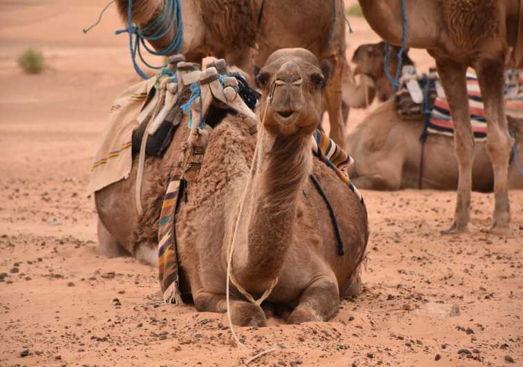 Sahara Desert: 2-Day Tour with Food and a Night in a Tent | GetYourGuide