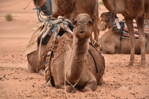 Désert du Sahara : circuit de 2 jours avec nourriture et nuit sous tente