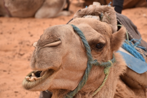 Sahara: 2-dniowa wycieczka z jedzeniem i noclegiem w namiocie