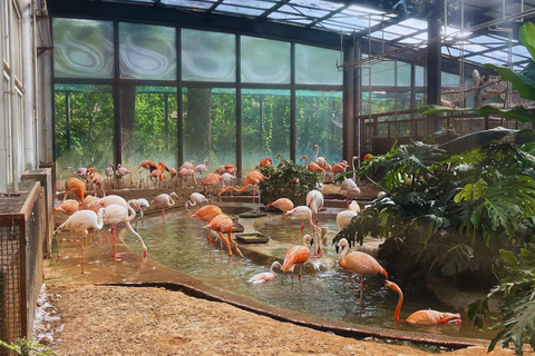 Beijing: Forbidden City & Panda Zoo Private Tour Beijing Panda Zoo （only ticket，not tour）