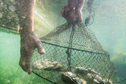 Oyster and Pearl Lovers Tour - Complete Immersion Oyster and Pearl Lovers Tour - With Local Transfer