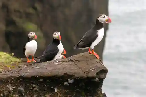 Puffin Watching Yacht Cruise from Downtown Reykjavík