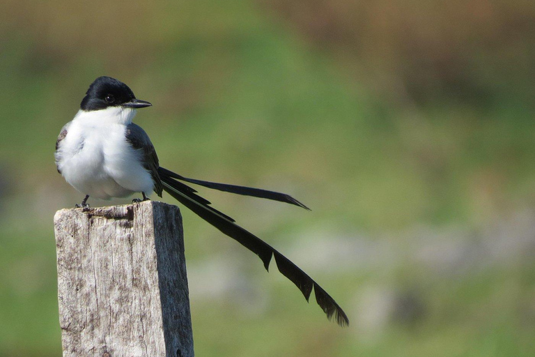 Colonia del Sacramento: Birdwatching Sightseeing Tour in the Historic District