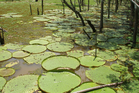 Amazon Experience: Indigenous culture and nature phenomenon