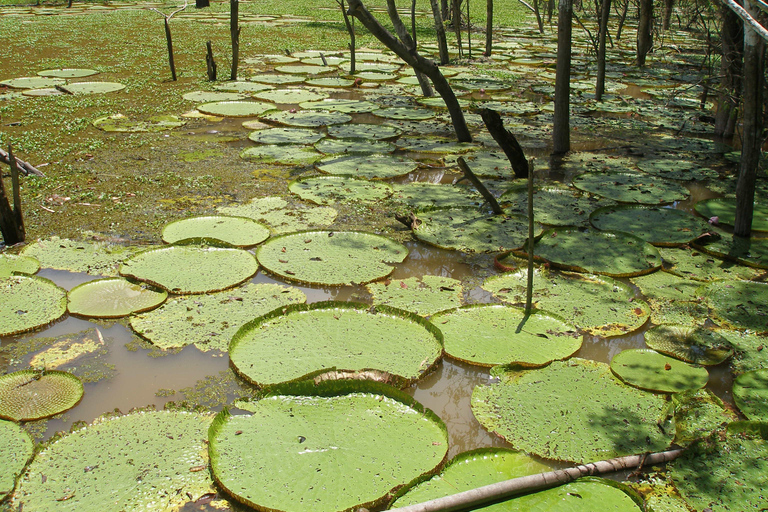 Amazon Experience: Indigenous culture and nature phenomenon